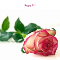 Rose #1